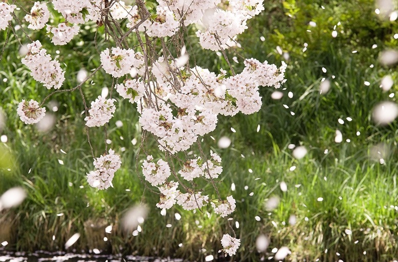 桜の淡い色彩をキレイに撮る